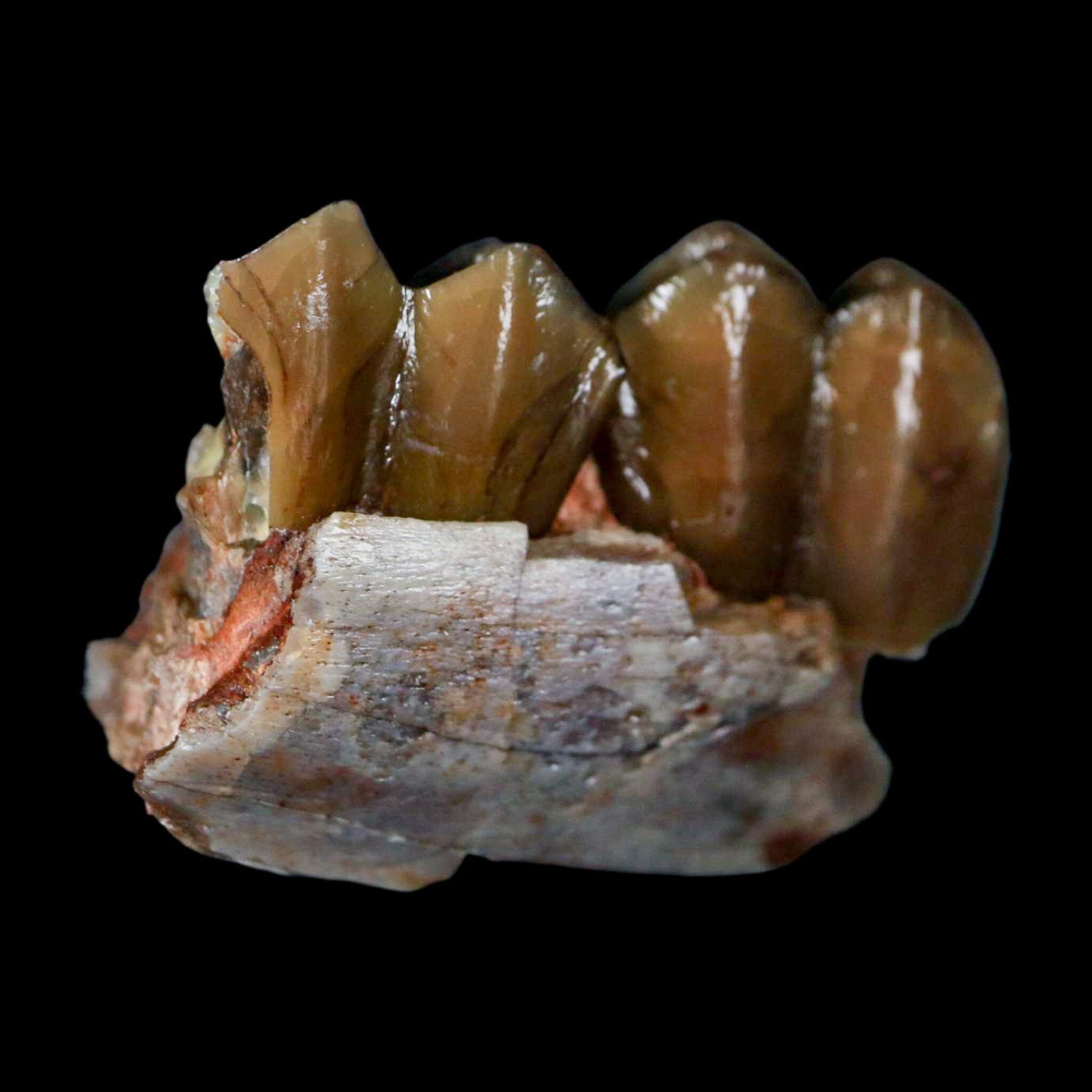 1" Poebrotherium Wilsoni Fossil Jaw Teeth Primitive Camel SD Badlands COA Display - Fossil Age Minerals