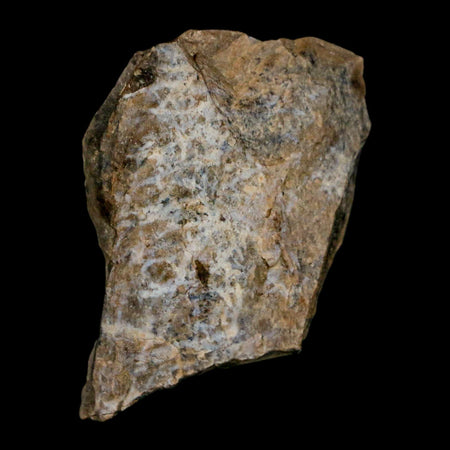 1.3" Tyrannosaurus Rex Fossil Bone Dinosaur Lance Creek Formation Wyoming COA