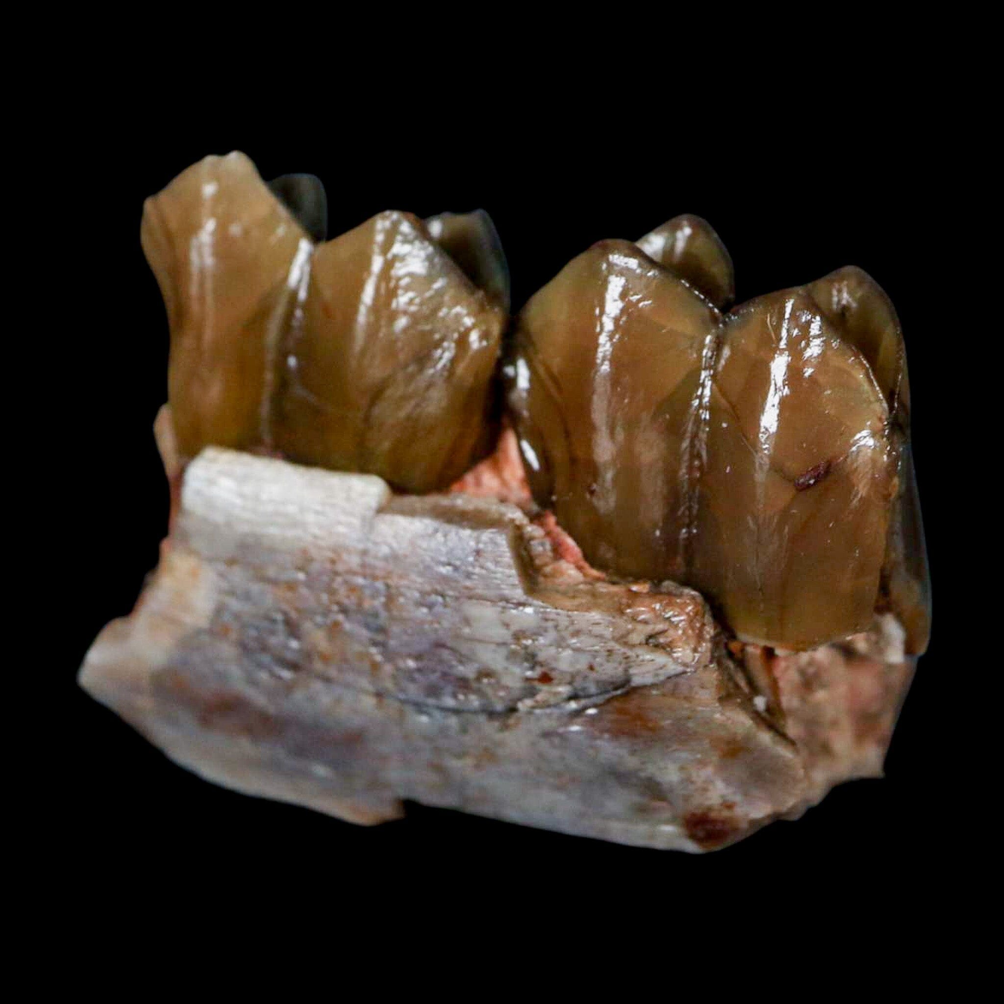 1" Poebrotherium Wilsoni Fossil Jaw Teeth Primitive Camel SD Badlands COA Display - Fossil Age Minerals
