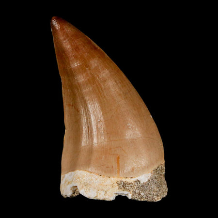 1.7"  Mosasaur Prognathodon Fossil Tooth Cretaceous Dinosaur Era COA & Stand