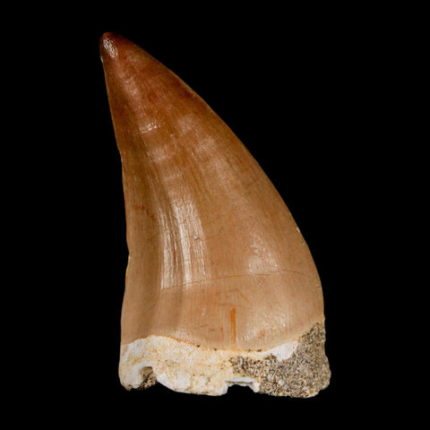 1.7"  Mosasaur Prognathodon Fossil Tooth Cretaceous Dinosaur Era COA & Stand