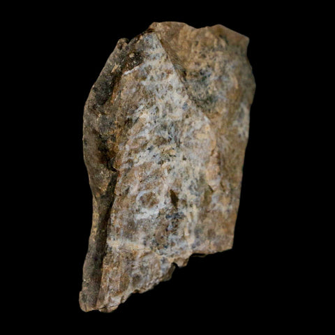 1.3" Tyrannosaurus Rex Fossil Bone Dinosaur Lance Creek Formation Wyoming COA - Fossil Age Minerals