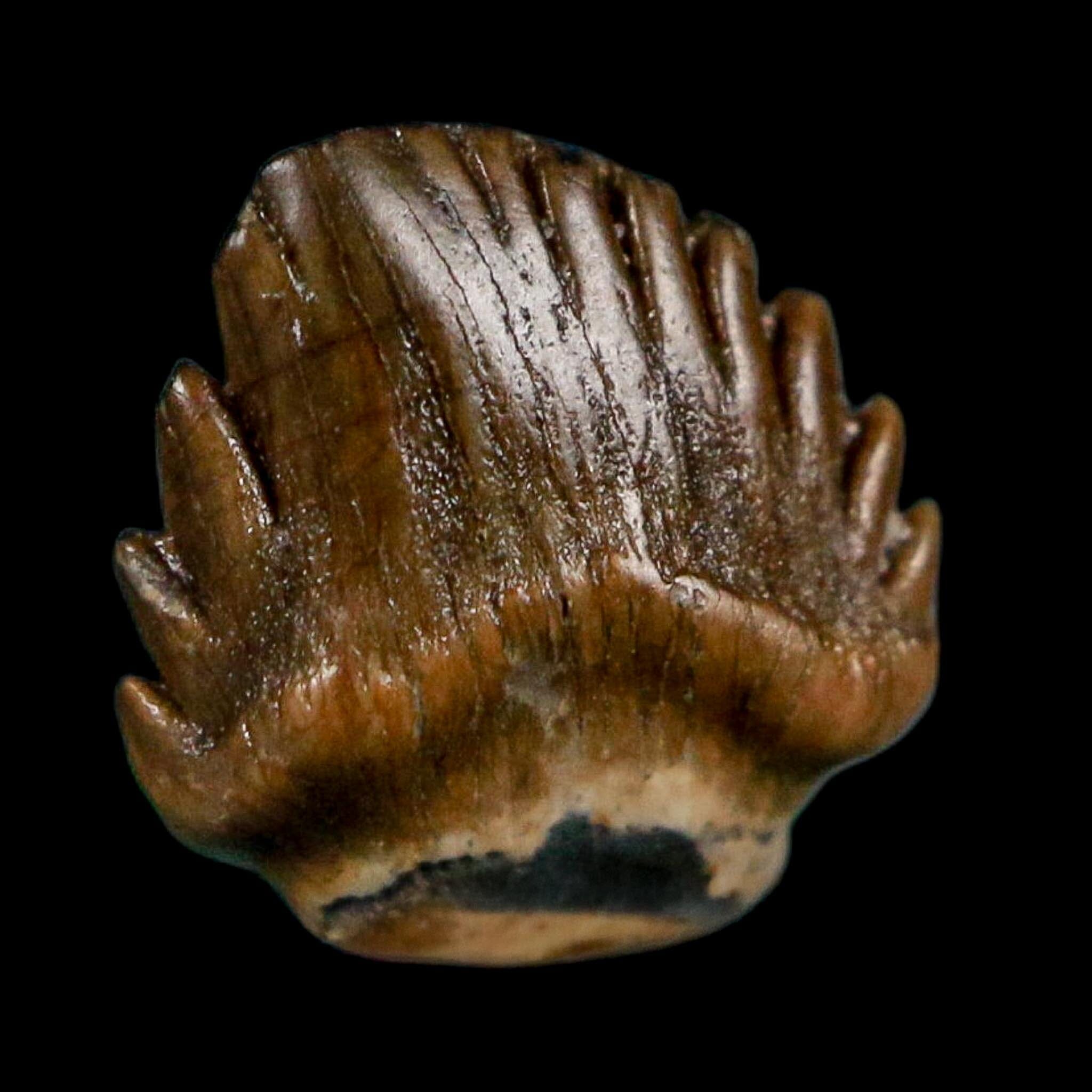 0.4" Ankylosaurus Fossil Tooth Lance Creek FM Cretaceous Dinosaur WY COA Display