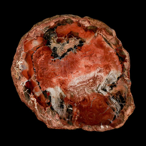 4.4" Fossilized Polished Petrified Wood Branch Madagascar 66-225 Million Yrs Old - Fossil Age Minerals