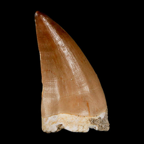 1.7"  Mosasaur Prognathodon Fossil Tooth Cretaceous Dinosaur Era COA & Stand