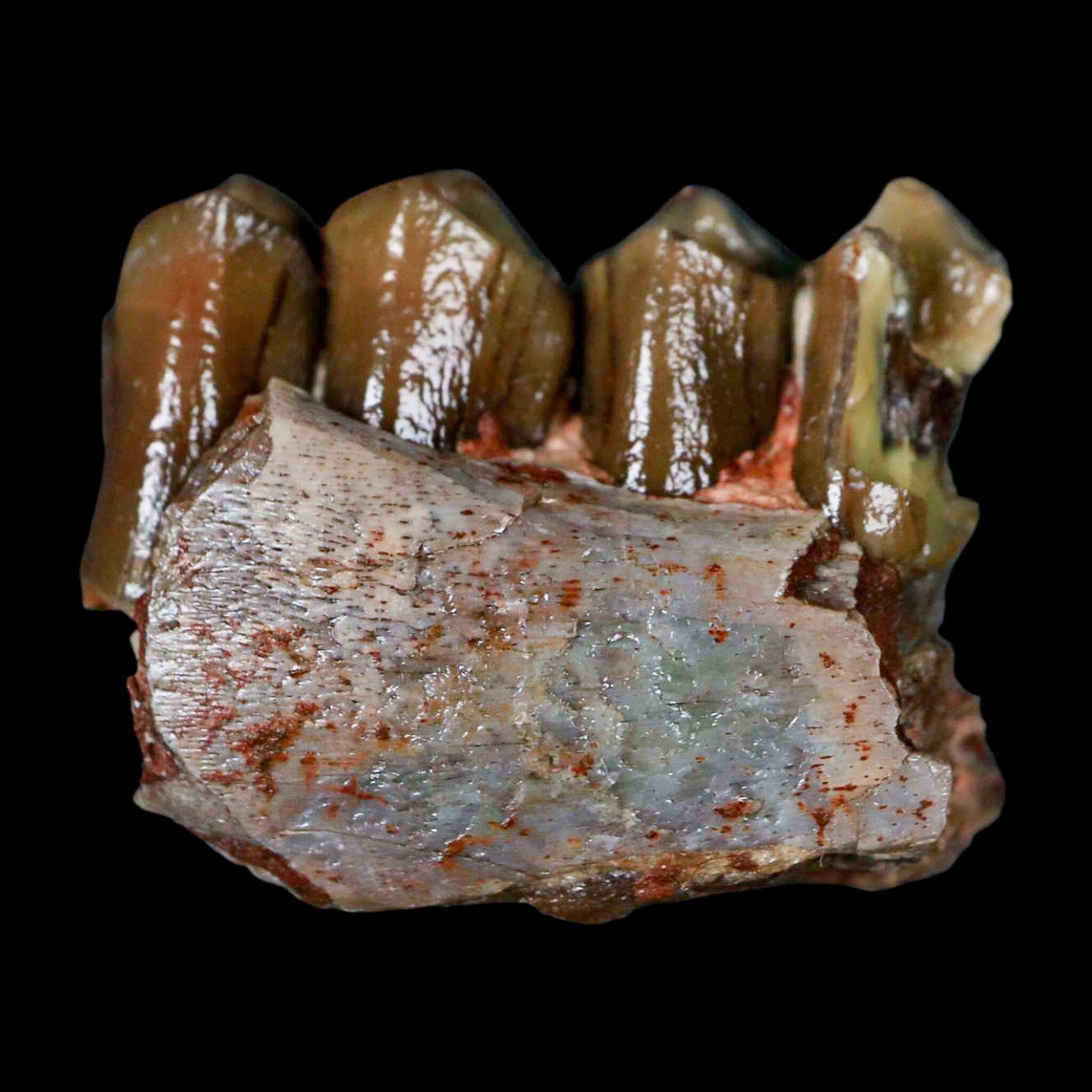 1" Poebrotherium Wilsoni Fossil Jaw Teeth Primitive Camel SD Badlands COA Display - Fossil Age Minerals