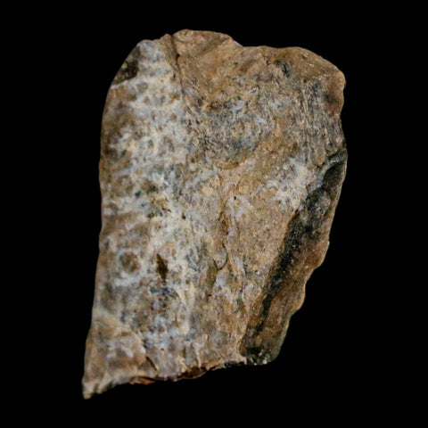 1.3" Tyrannosaurus Rex Fossil Bone Dinosaur Lance Creek Formation Wyoming COA - Fossil Age Minerals