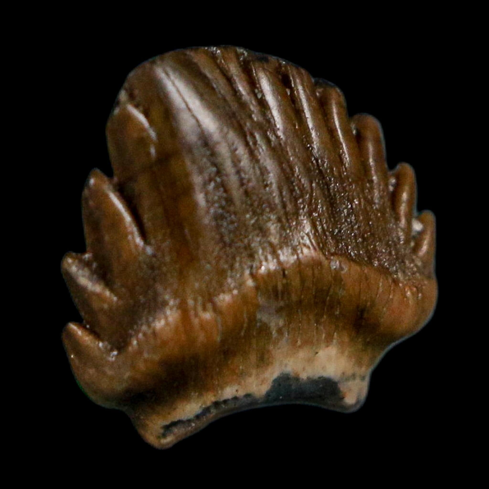 0.4" Ankylosaurus Fossil Tooth Lance Creek FM Cretaceous Dinosaur WY COA Display