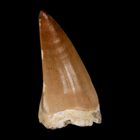 1.7"  Mosasaur Prognathodon Fossil Tooth Cretaceous Dinosaur Era COA & Stand
