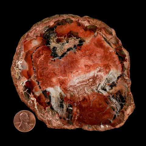 4.4" Fossilized Polished Petrified Wood Branch Madagascar 66-225 Million Yrs Old - Fossil Age Minerals