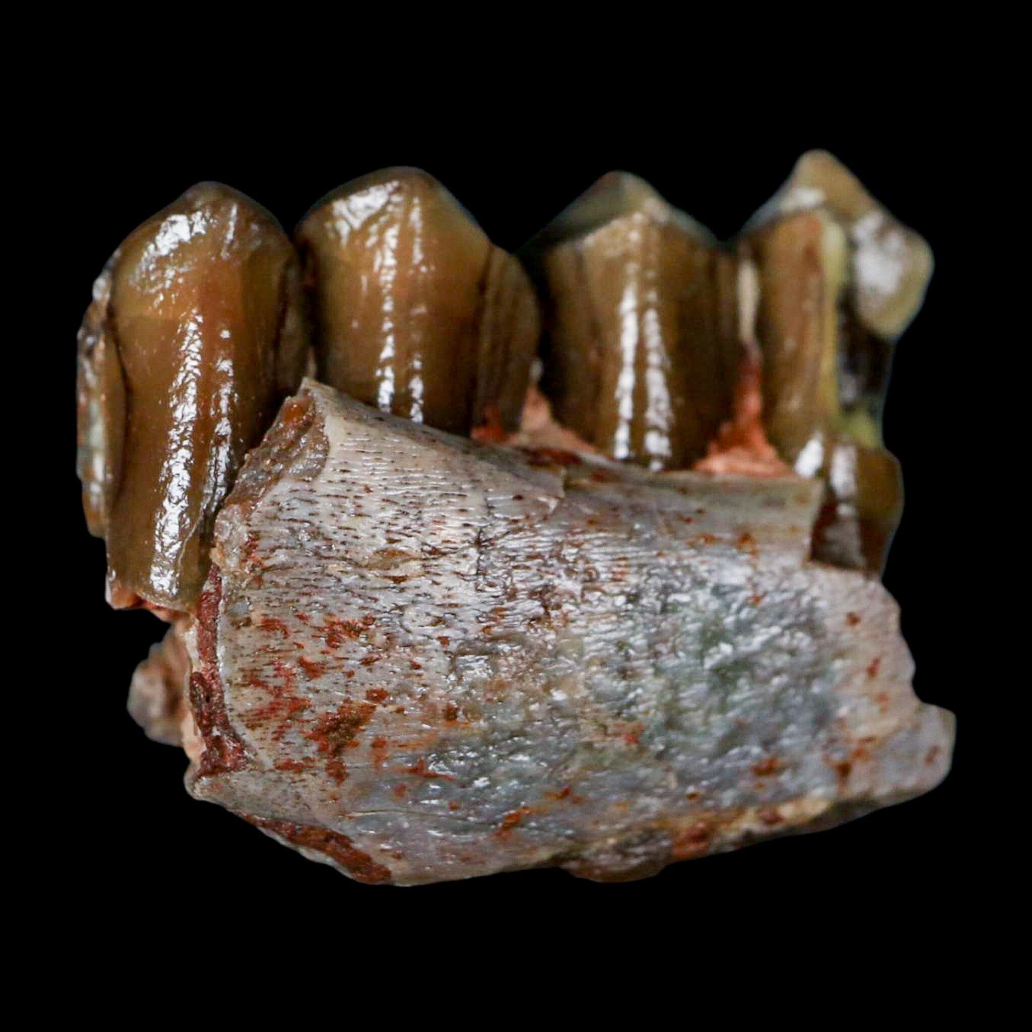 1" Poebrotherium Wilsoni Fossil Jaw Teeth Primitive Camel SD Badlands COA Display - Fossil Age Minerals