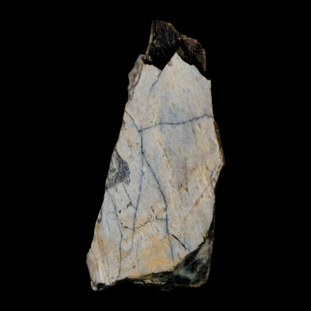 1.4" Tyrannosaurus Rex Fossil Bone Dinosaur Lance Creek Formation Wyoming COA