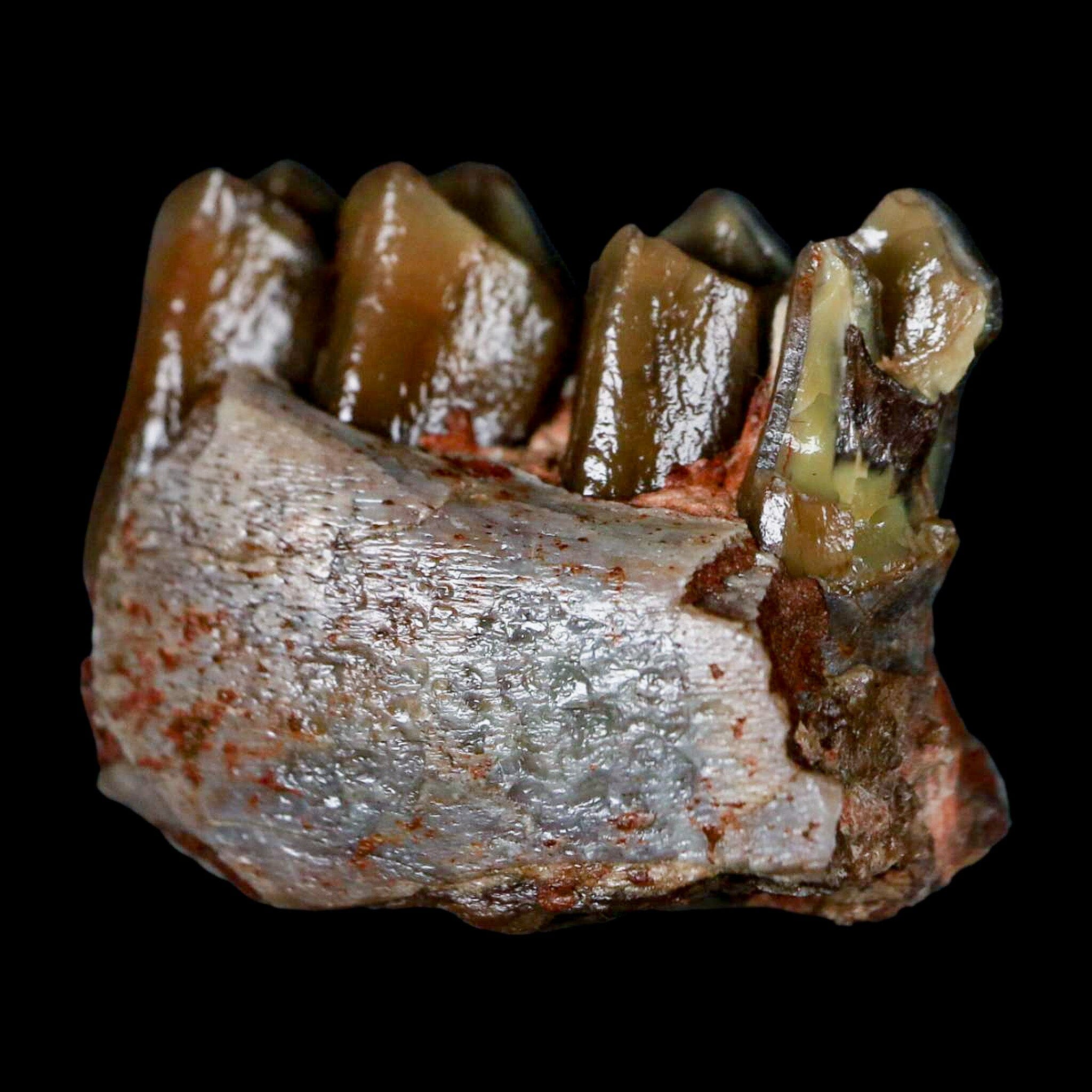 1" Poebrotherium Wilsoni Fossil Jaw Teeth Primitive Camel SD Badlands COA Display - Fossil Age Minerals