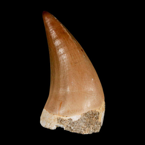 1.7"  Mosasaur Prognathodon Fossil Tooth Cretaceous Dinosaur Era COA & Stand