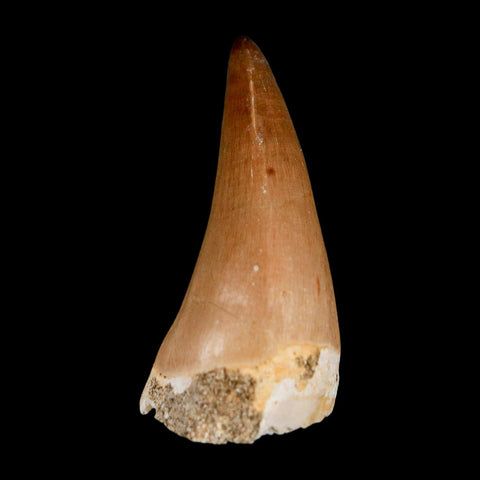1.7"  Mosasaur Prognathodon Fossil Tooth Cretaceous Dinosaur Era COA & Stand