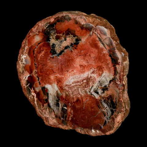 4.4" Fossilized Polished Petrified Wood Branch Madagascar 66-225 Million Yrs Old - Fossil Age Minerals