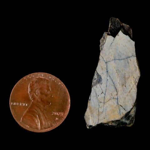 1.4" Tyrannosaurus Rex Fossil Bone Dinosaur Lance Creek Formation Wyoming COA - Fossil Age Minerals