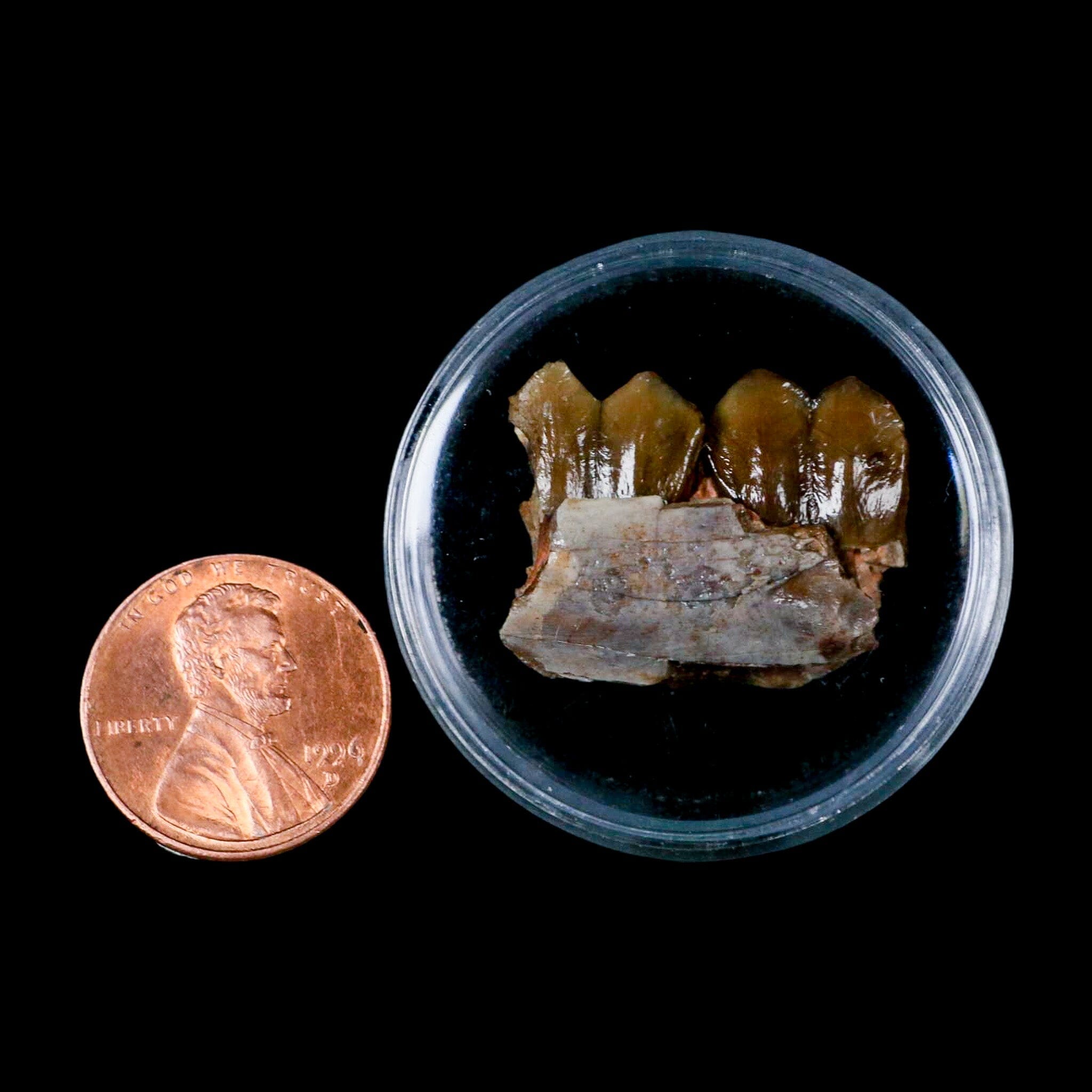 1" Poebrotherium Wilsoni Fossil Jaw Teeth Primitive Camel SD Badlands COA Display - Fossil Age Minerals