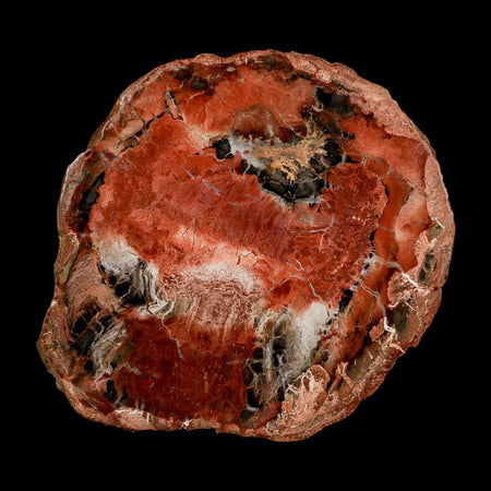 4.4" Fossilized Polished Petrified Wood Branch Madagascar 66-225 Million Yrs Old