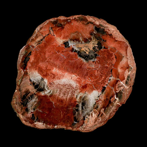 4.4" Fossilized Polished Petrified Wood Branch Madagascar 66-225 Million Yrs Old - Fossil Age Minerals