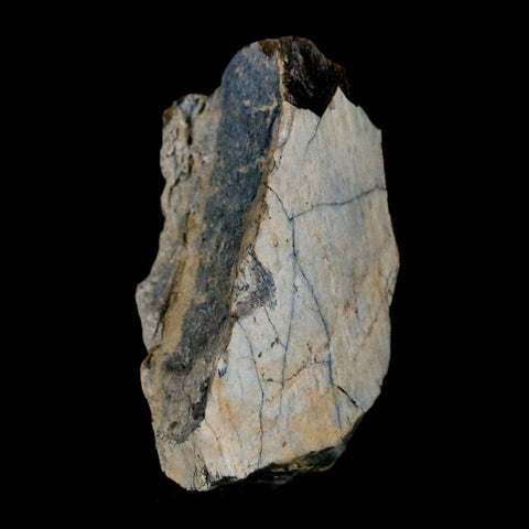 1.4" Tyrannosaurus Rex Fossil Bone Dinosaur Lance Creek Formation Wyoming COA - Fossil Age Minerals