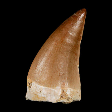 1.7"  Mosasaur Prognathodon Fossil Tooth Cretaceous Dinosaur Era COA & Stand
