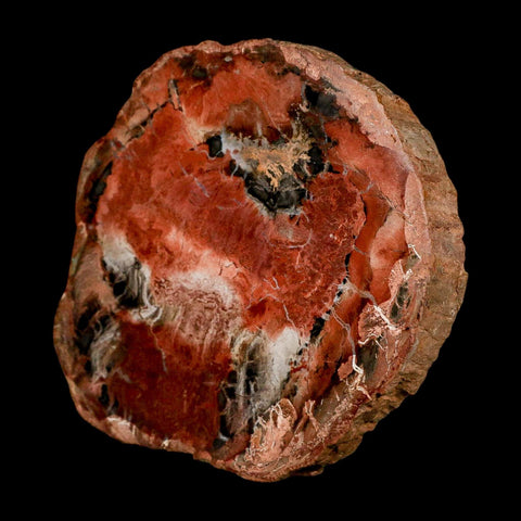 4.4" Fossilized Polished Petrified Wood Branch Madagascar 66-225 Million Yrs Old - Fossil Age Minerals