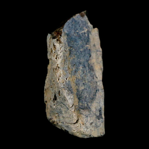 1.4" Tyrannosaurus Rex Fossil Bone Dinosaur Lance Creek Formation Wyoming COA - Fossil Age Minerals