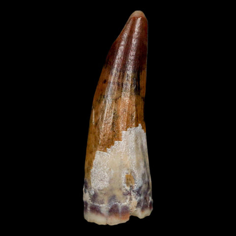 1.2" Suchomimus Fossil Tooth Cretaceous Spinosaurid Dinosaur Elraz FM Niger COA - Fossil Age Minerals