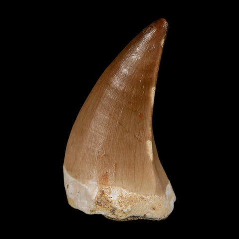 1.7"  Mosasaur Prognathodon Fossil Tooth Cretaceous Dinosaur Era COA & Stand