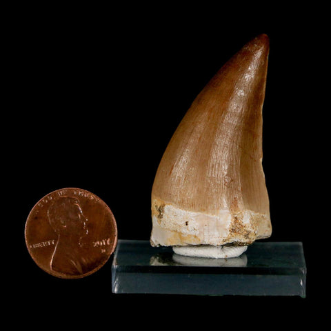 1.7"  Mosasaur Prognathodon Fossil Tooth Cretaceous Dinosaur Era COA & Stand