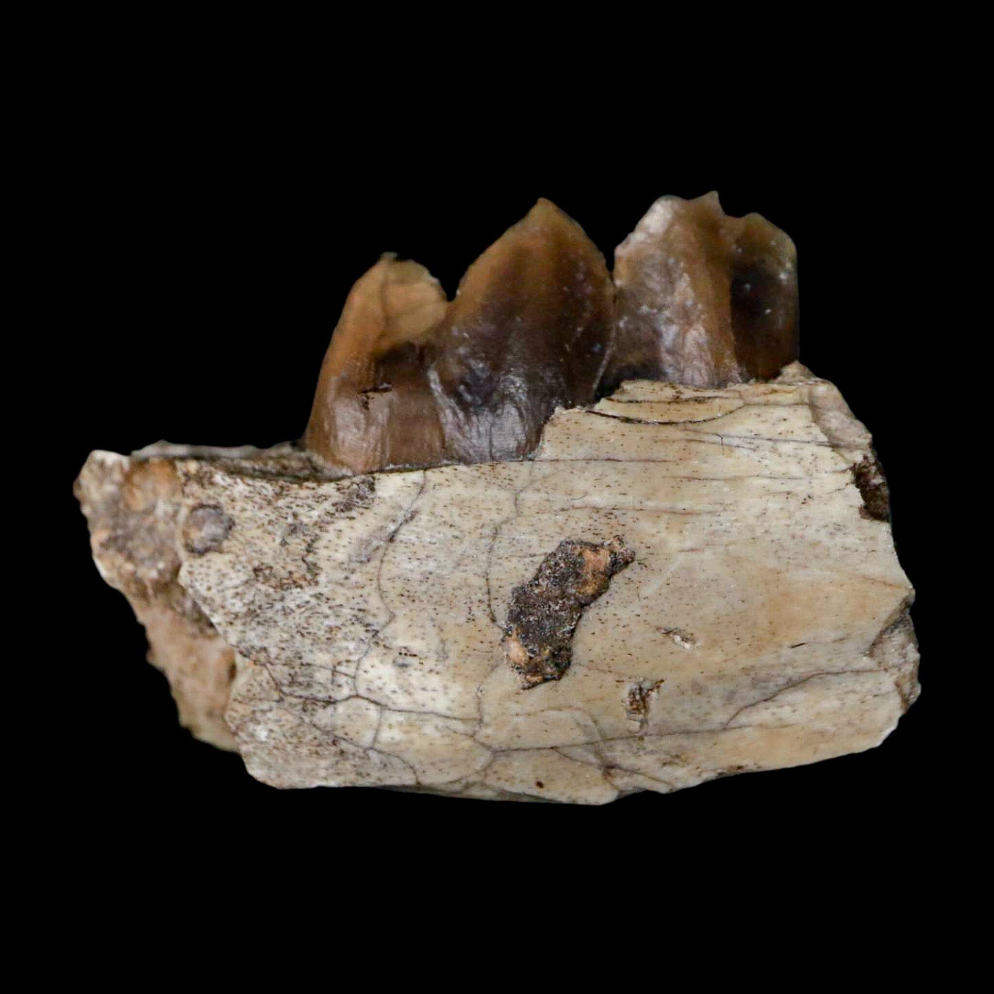 1.1" Poebrotherium Wilsoni Fossil Jaw Teeth Primitive Camel SD Badlands COA Display - Fossil Age Minerals