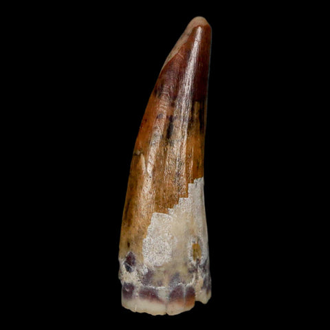 1.2" Suchomimus Fossil Tooth Cretaceous Spinosaurid Dinosaur Elraz FM Niger COA - Fossil Age Minerals