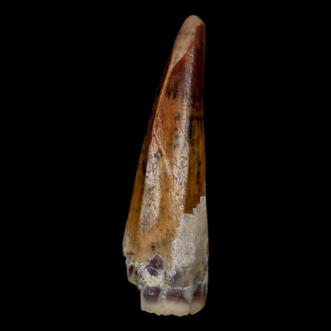 1.2" Suchomimus Fossil Tooth Cretaceous Spinosaurid Dinosaur Elraz FM Niger COA - Fossil Age Minerals