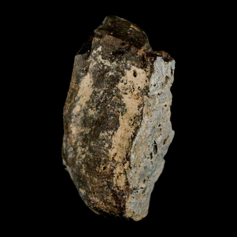 1.4" Tyrannosaurus Rex Fossil Bone Dinosaur Lance Creek Formation Wyoming COA - Fossil Age Minerals