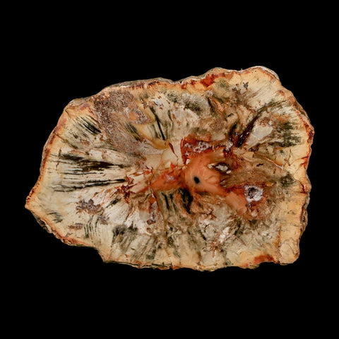 3.1" Fossilized Polished Petrified Wood Branch Madagascar 66-225 Million Yrs Old - Fossil Age Minerals