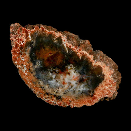 4.9" Dinosaur Coprolite Fossil Polished Slab Specimen Poop Dung Harry Mountain Utah