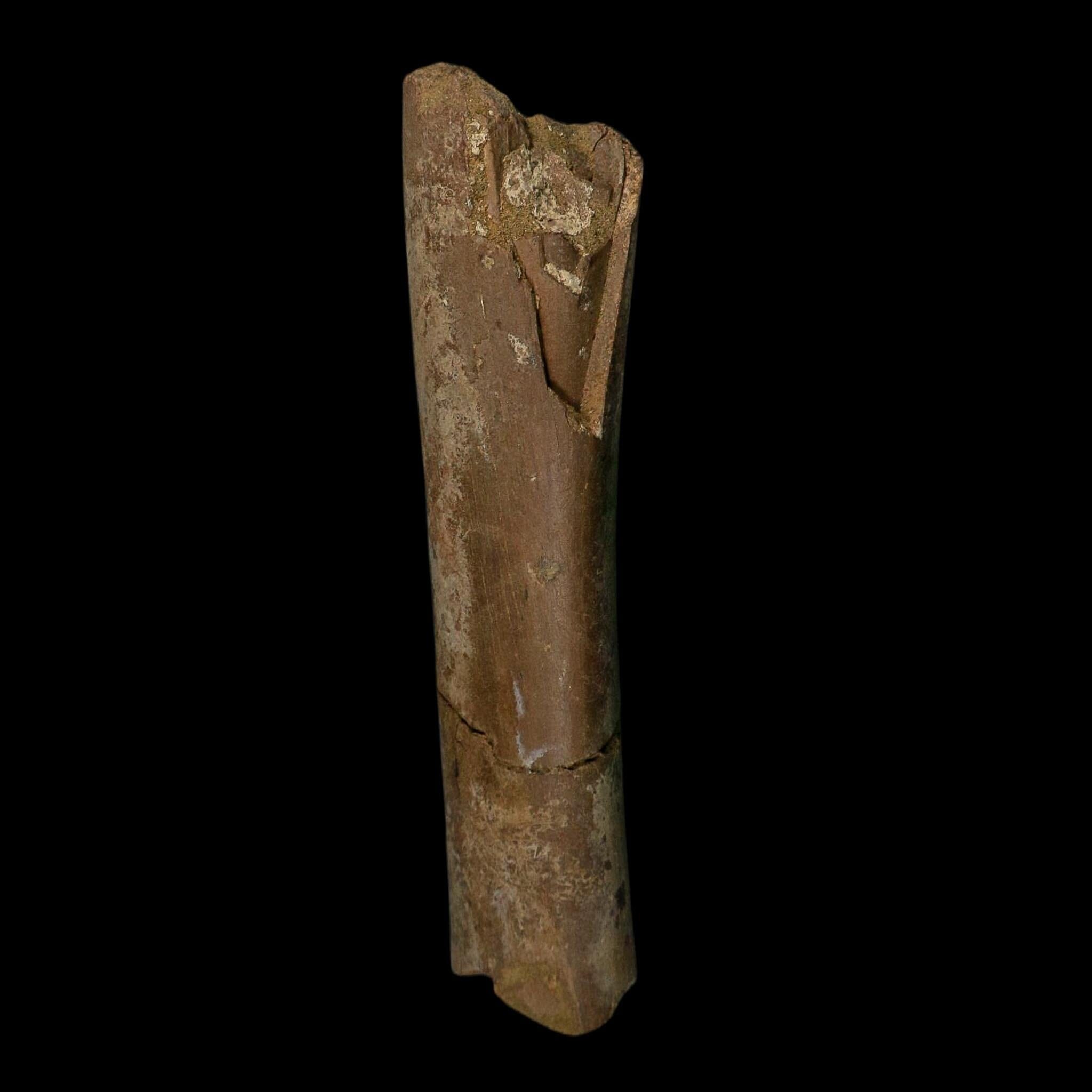 8.5" Tyrannosaurus Rex Fossil Limb Bone Dinosaur Lance Creek FM Wyoming COA