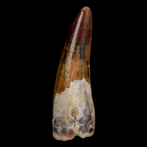 1.2" Suchomimus Fossil Tooth Cretaceous Spinosaurid Dinosaur Elraz FM Niger COA - Fossil Age Minerals