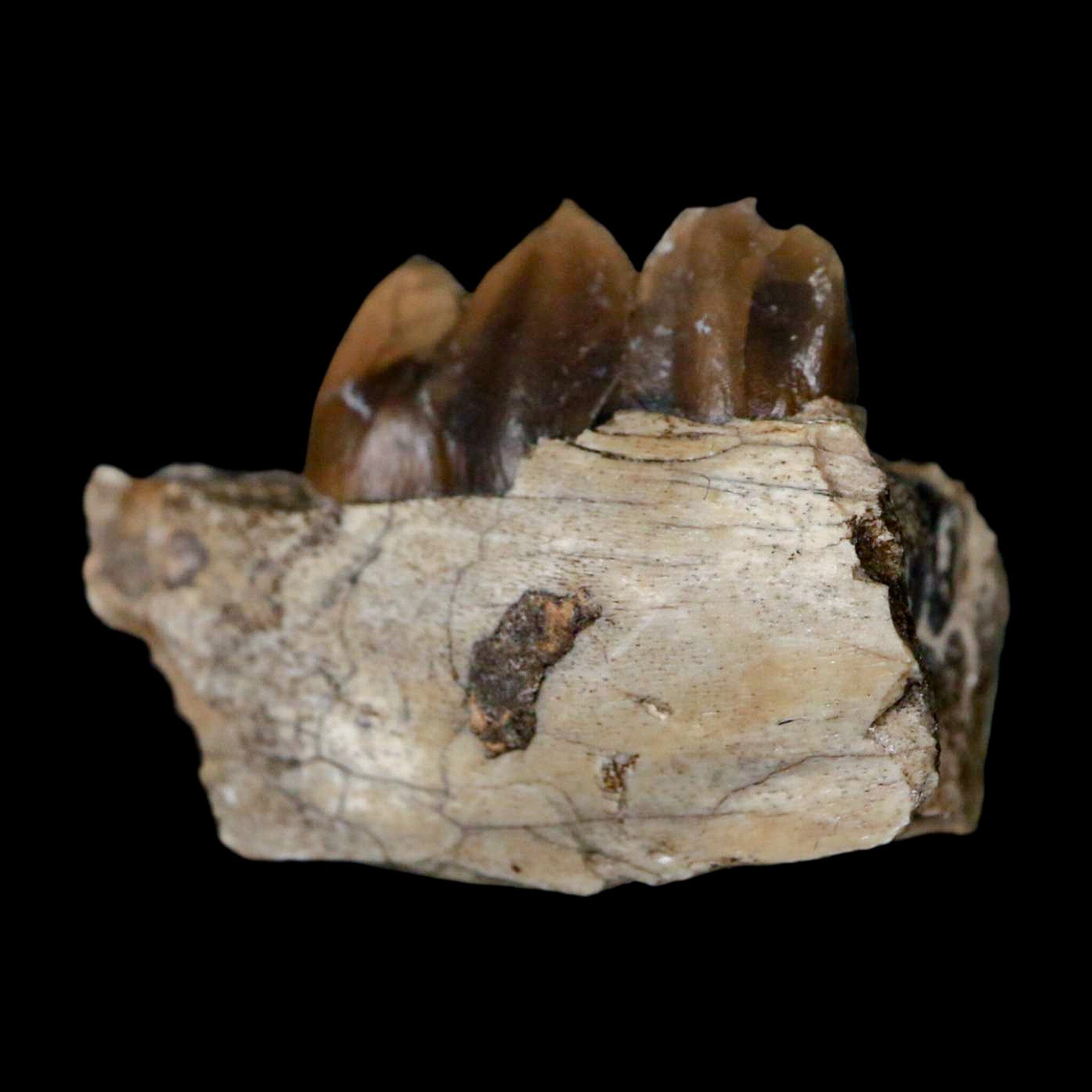 1.1" Poebrotherium Wilsoni Fossil Jaw Teeth Primitive Camel SD Badlands COA Display - Fossil Age Minerals