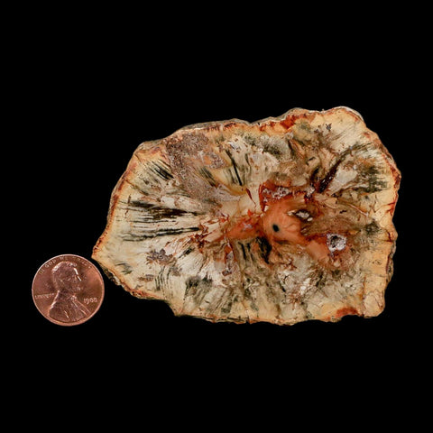 3.1" Fossilized Polished Petrified Wood Branch Madagascar 66-225 Million Yrs Old - Fossil Age Minerals