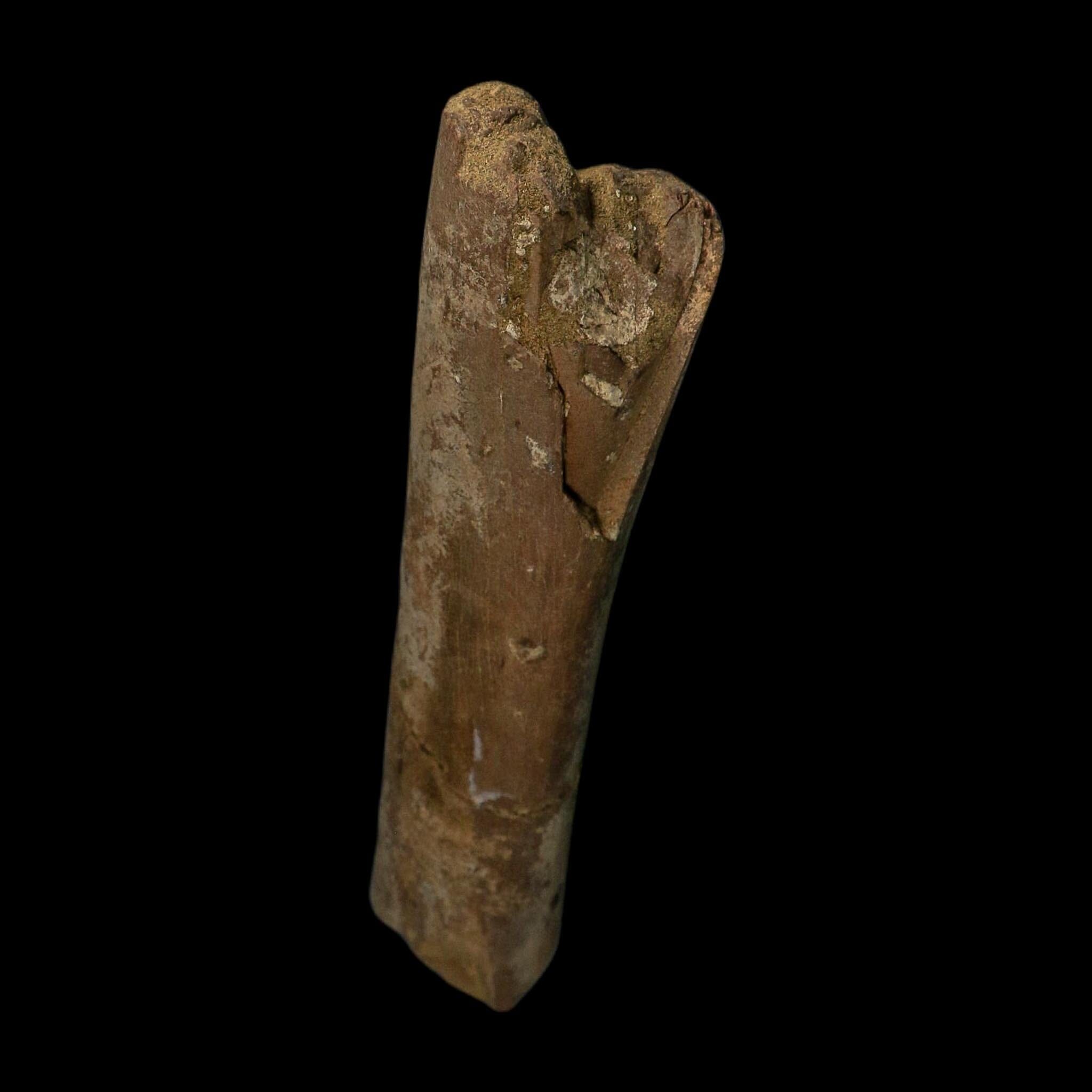 8.5" Tyrannosaurus Rex Fossil Limb Bone Dinosaur Lance Creek FM Wyoming COA