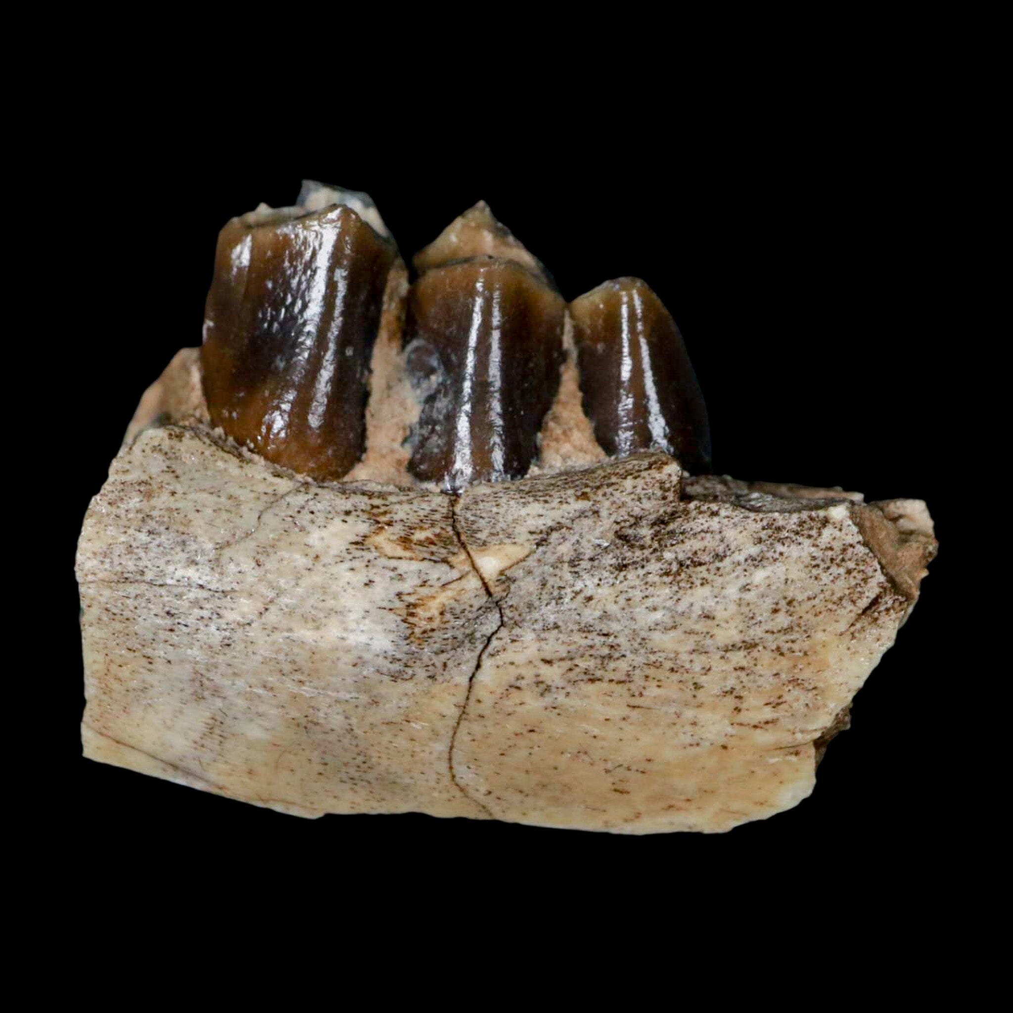 1.1" Poebrotherium Wilsoni Fossil Jaw Teeth Primitive Camel SD Badlands COA Display - Fossil Age Minerals