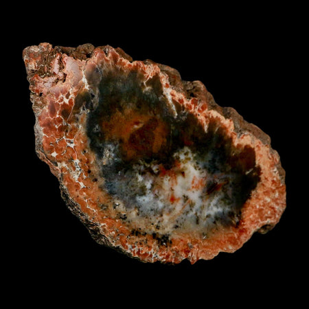 4.9" Dinosaur Coprolite Fossil Polished Slab Specimen Poop Dung Harry Mountain Utah