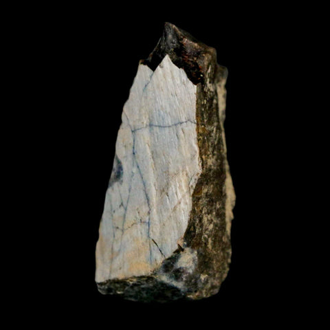 1.4" Tyrannosaurus Rex Fossil Bone Dinosaur Lance Creek Formation Wyoming COA - Fossil Age Minerals