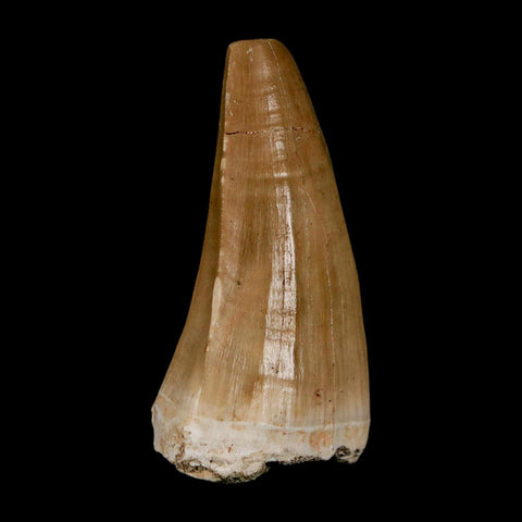 XL 2.2" Tylosaurus Mosasaur Fossil Tooth Cretaceous Dinosaur Era COA, Stand