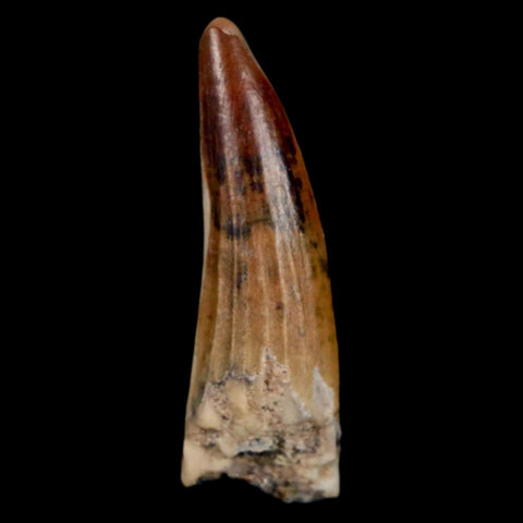 1.2" Suchomimus Fossil Tooth Cretaceous Spinosaurid Dinosaur Elraz FM Niger COA - Fossil Age Minerals