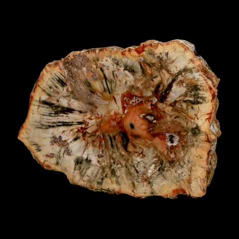 3.1" Fossilized Polished Petrified Wood Branch Madagascar 66-225 Million Yrs Old - Fossil Age Minerals