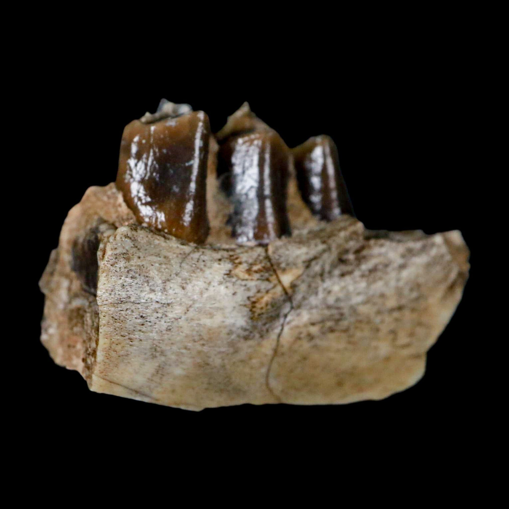 1.1" Poebrotherium Wilsoni Fossil Jaw Teeth Primitive Camel SD Badlands COA Display - Fossil Age Minerals