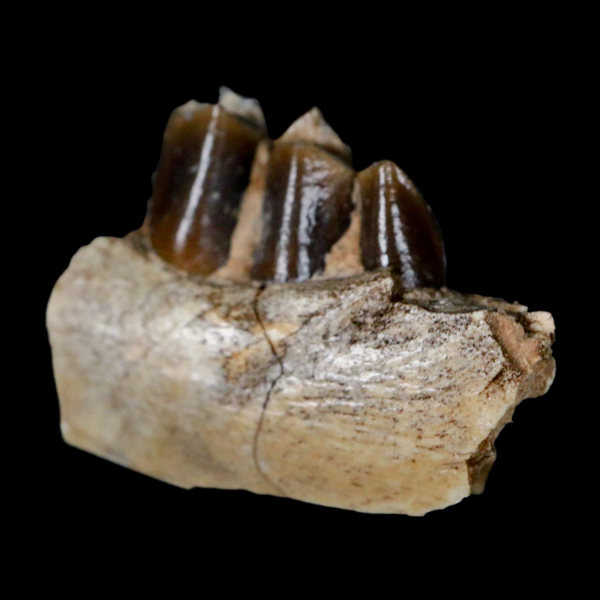 1.1" Poebrotherium Wilsoni Fossil Jaw Teeth Primitive Camel SD Badlands COA Display - Fossil Age Minerals